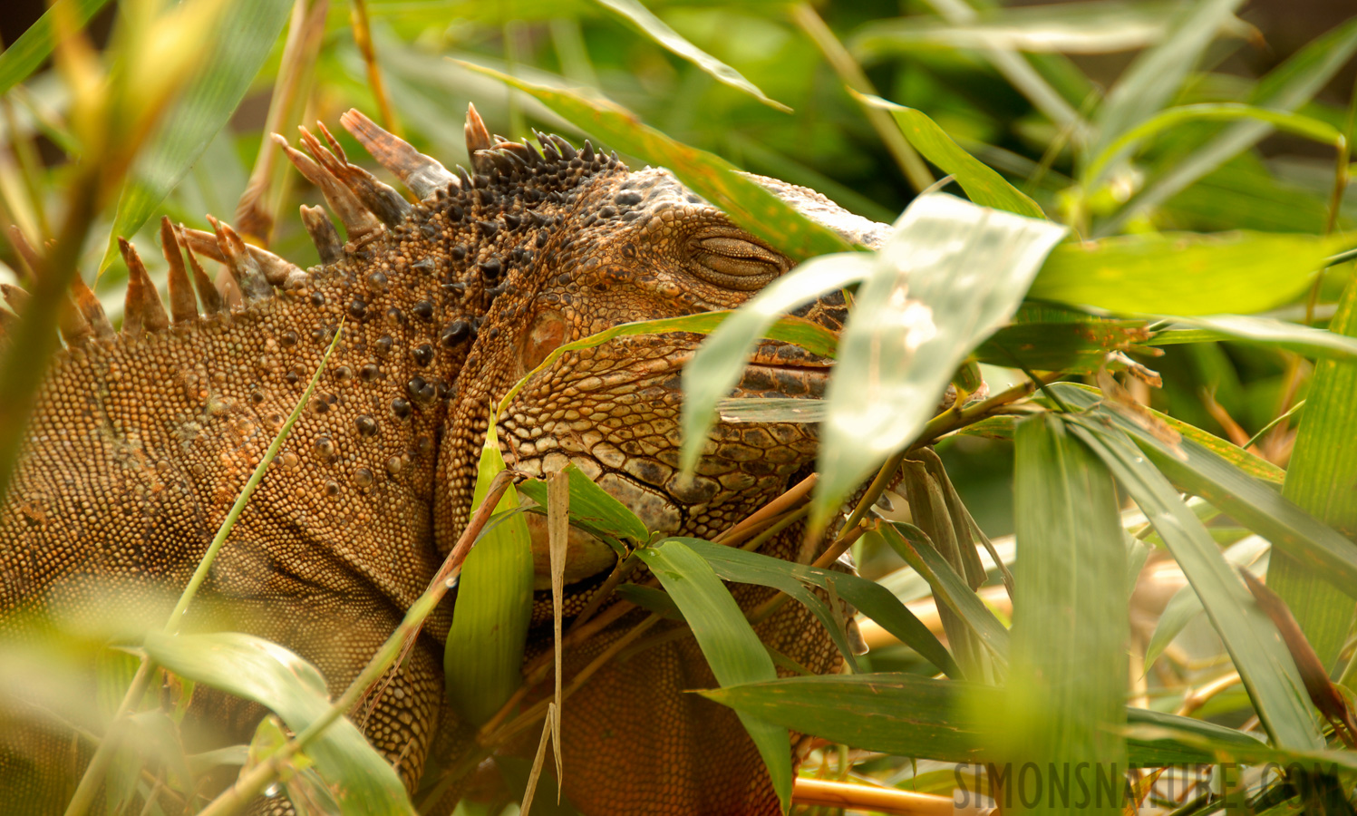 Iguana iguana rhinolopha [200 mm, 1/125 sec at f / 5.6, ISO 200]